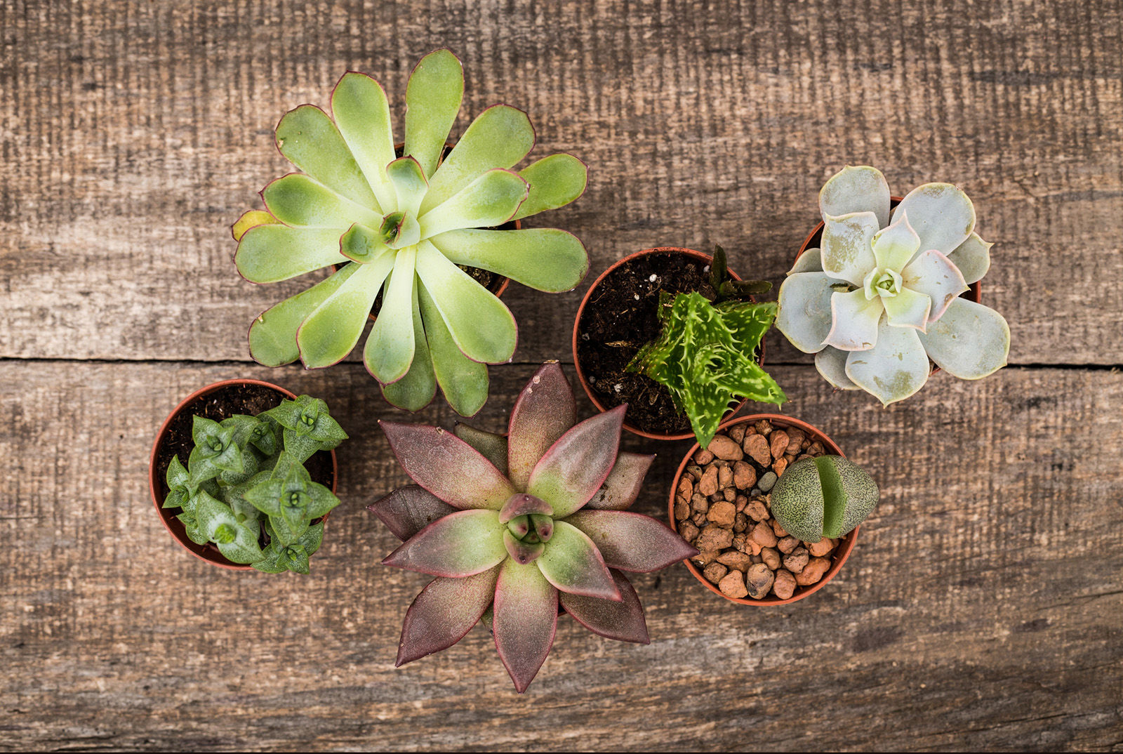 Cactus arrangements
